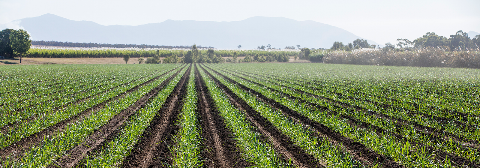 Agriculture & Farming