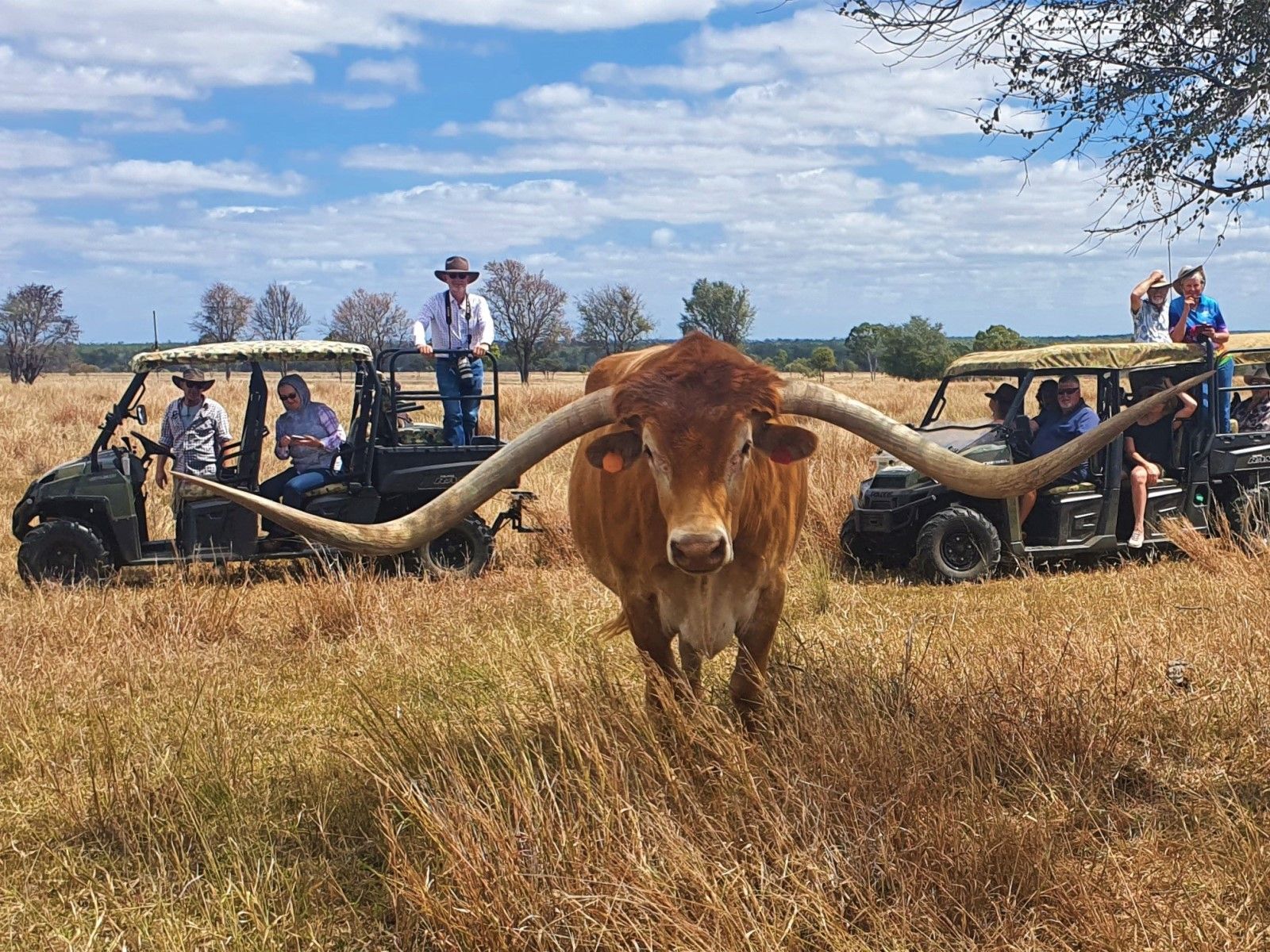 Texas Longhorn Safari Tour