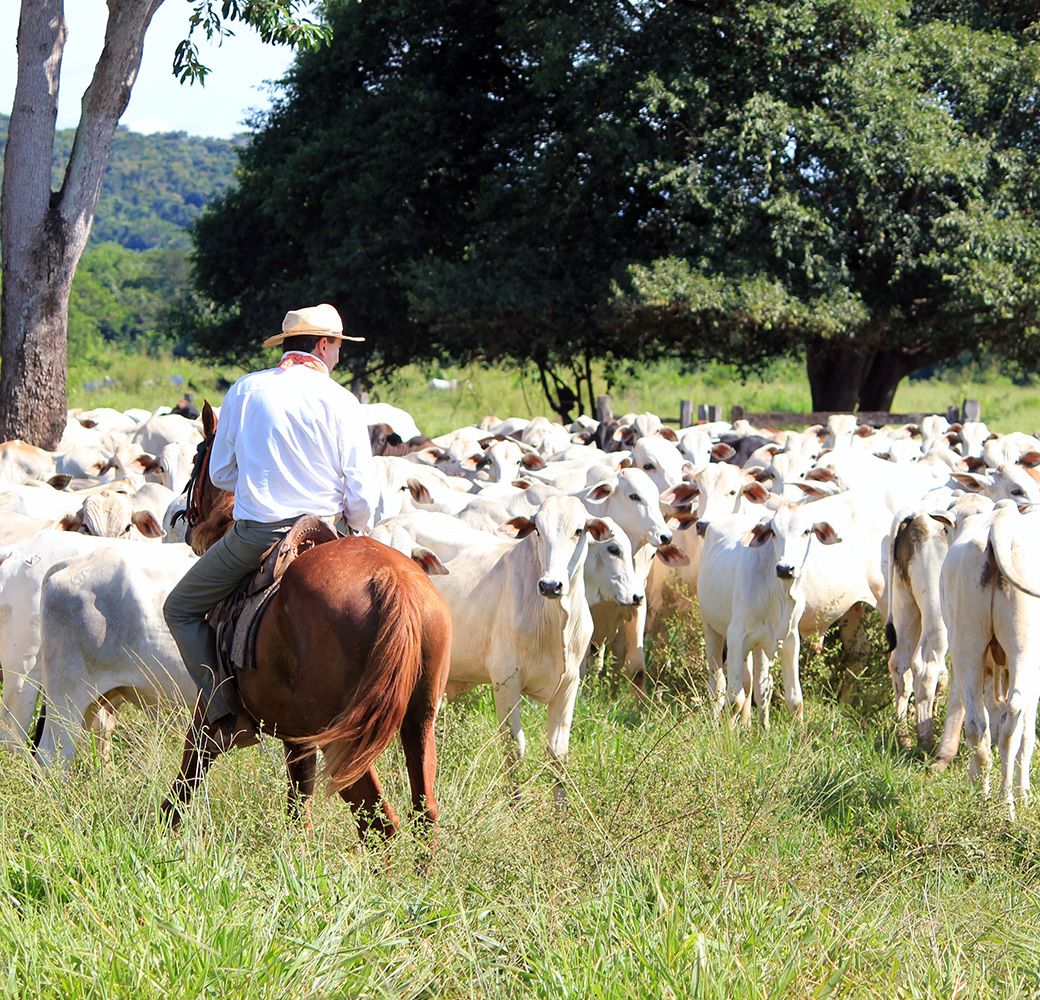 Agriculture in North Queensland