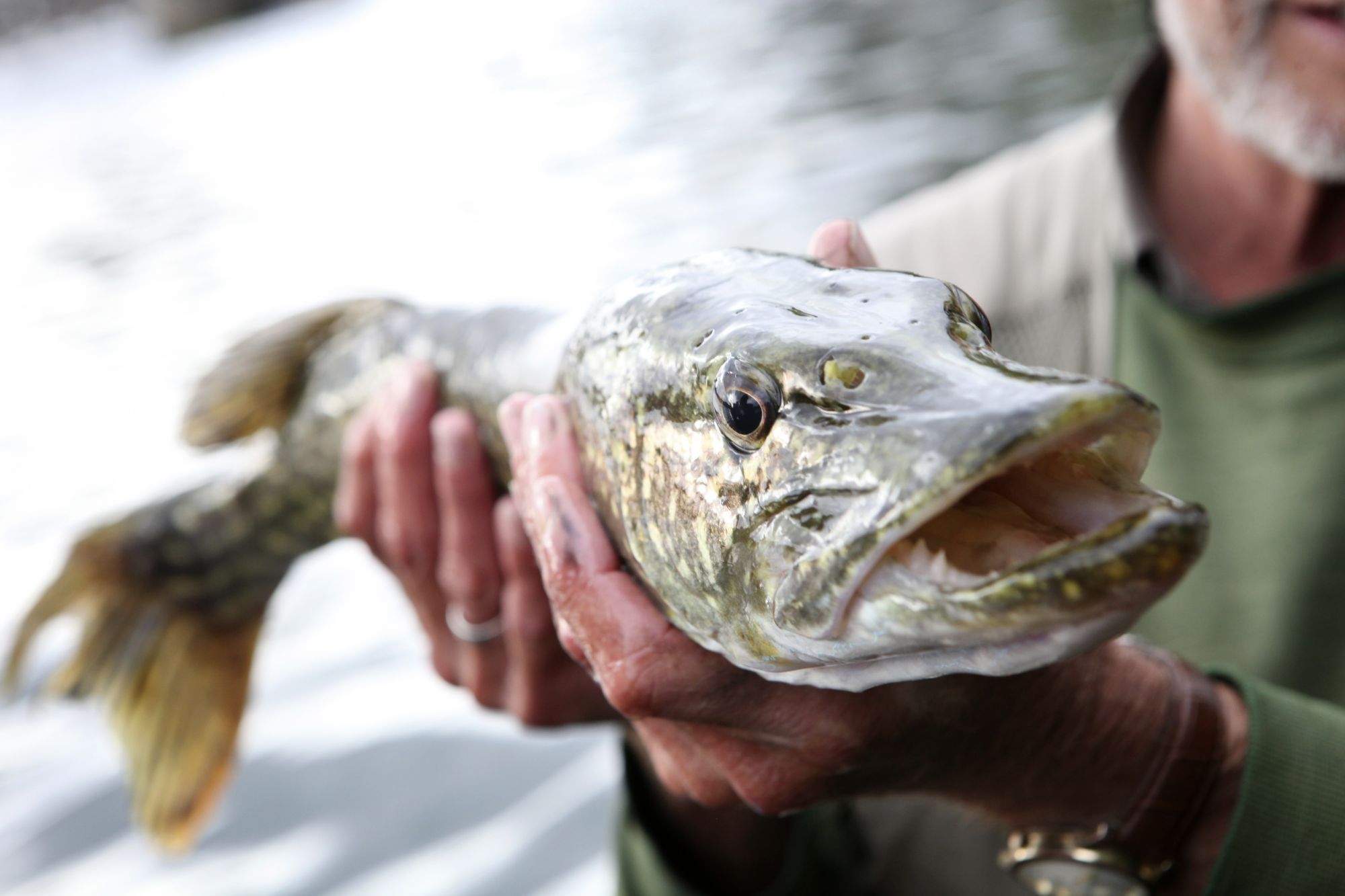 NQ Sportfishing Championship