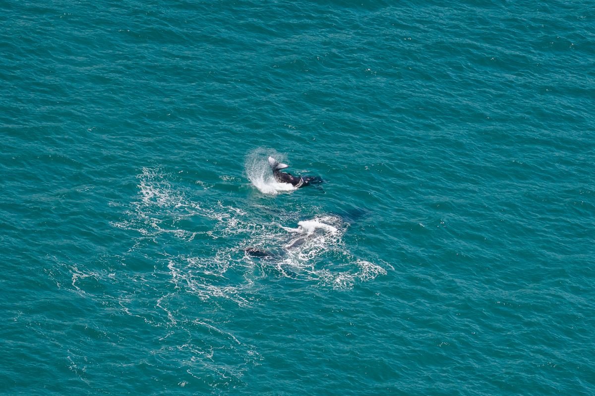 Whale & calf at play on the course - Revolution Productions 