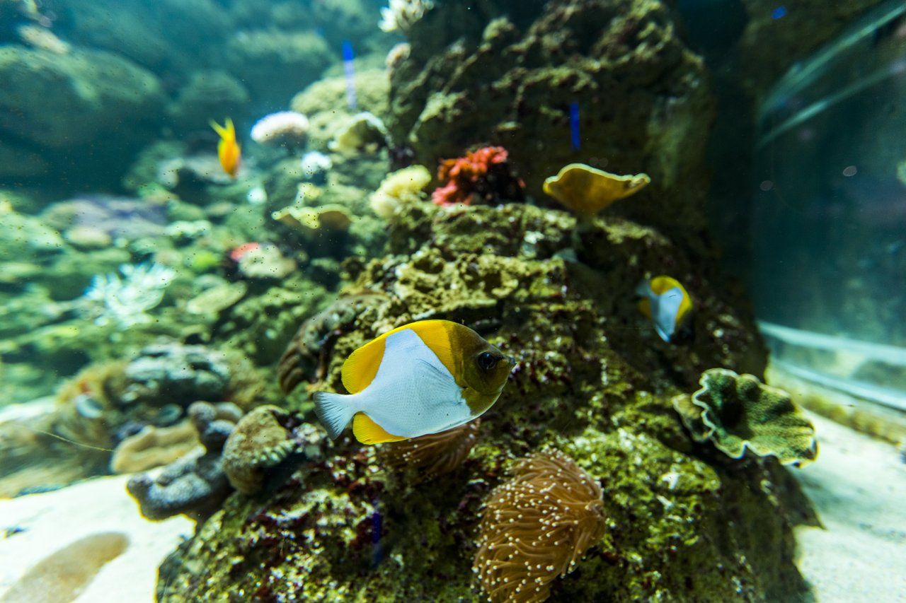 Great Barrier Reef Aquarium Redevelopment 
