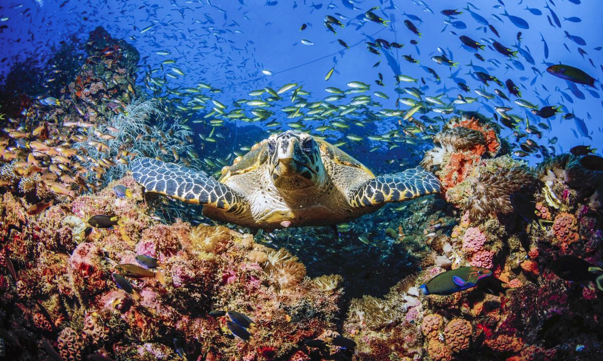 Shell-ebrate World Turtle Day | Townsville North Queensland