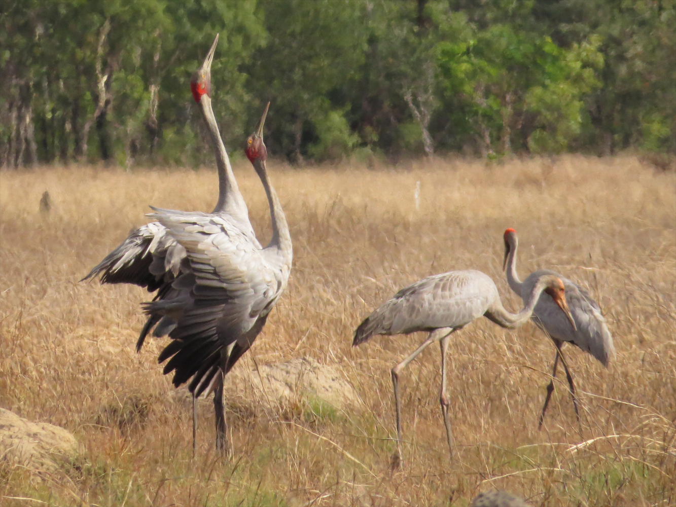 ‘Dance Brolga Dance’ - Reflections on Mundy Creek – Audio Tour 2026
