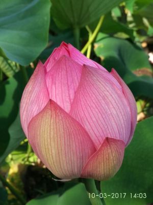 Visited Blue Lotus Gardens (Yarra Junction, Warburton, Victoria) yesterday, 50,000 square metres (14 acres) featuring thousands of exotic and native flowering plants featuring waterlilies, lotus &amp; other rare plants and the spectacular Giant Amazon Lily