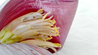 Tasty banana flowers but take time to prepare
