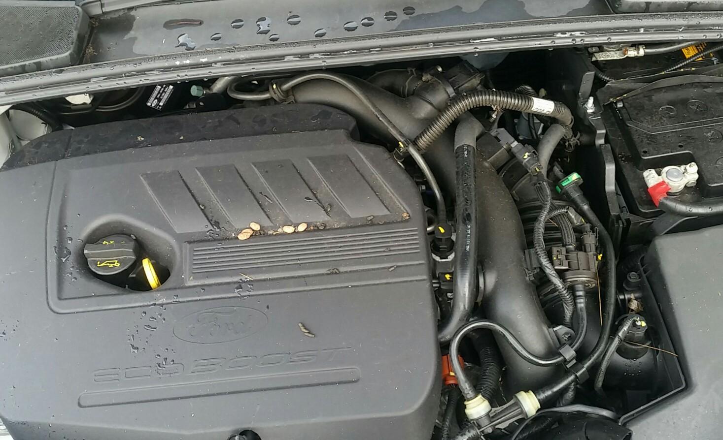 Ford Focus - LZ 2015-2017