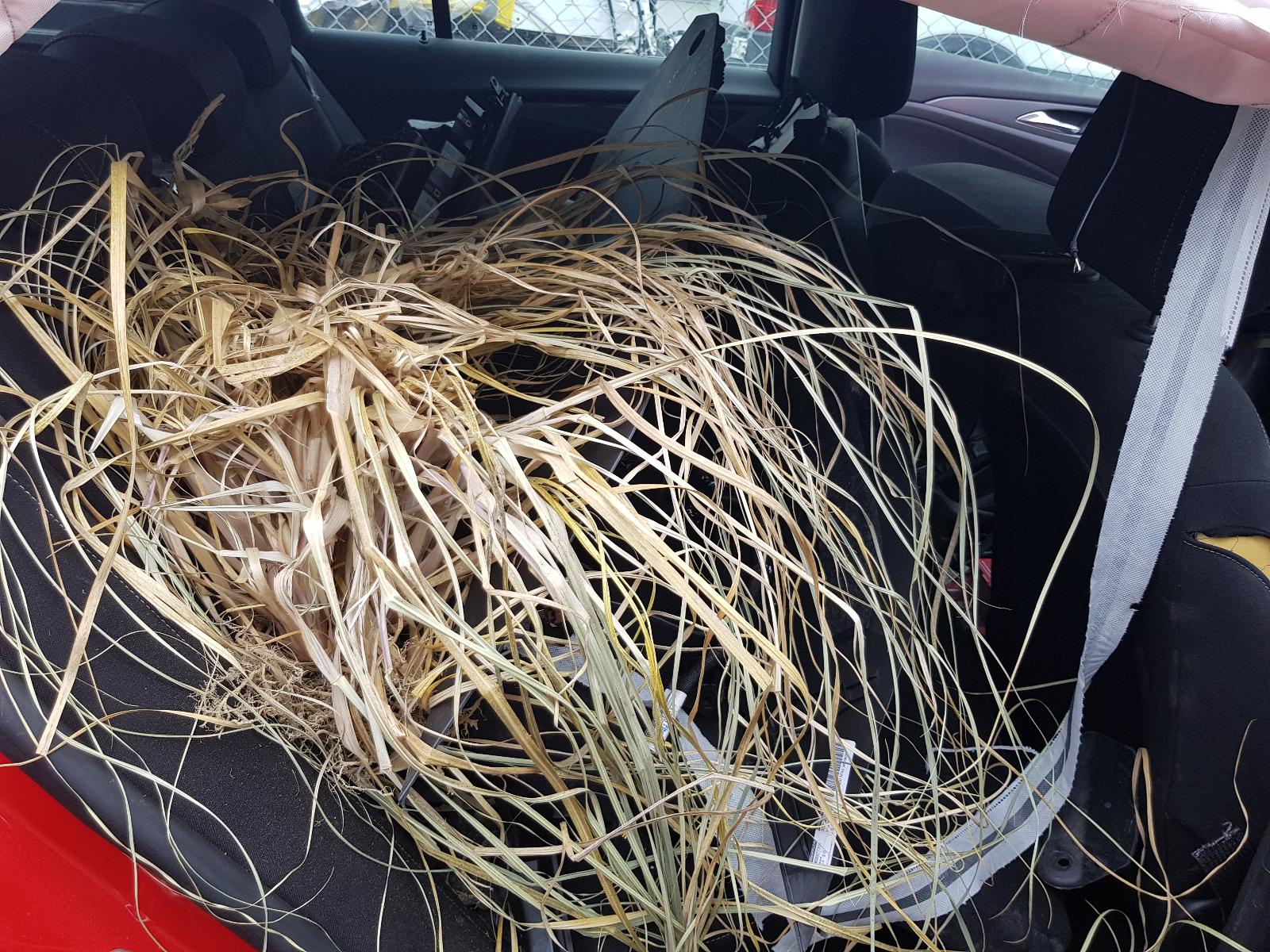 Holden Commodore - Other