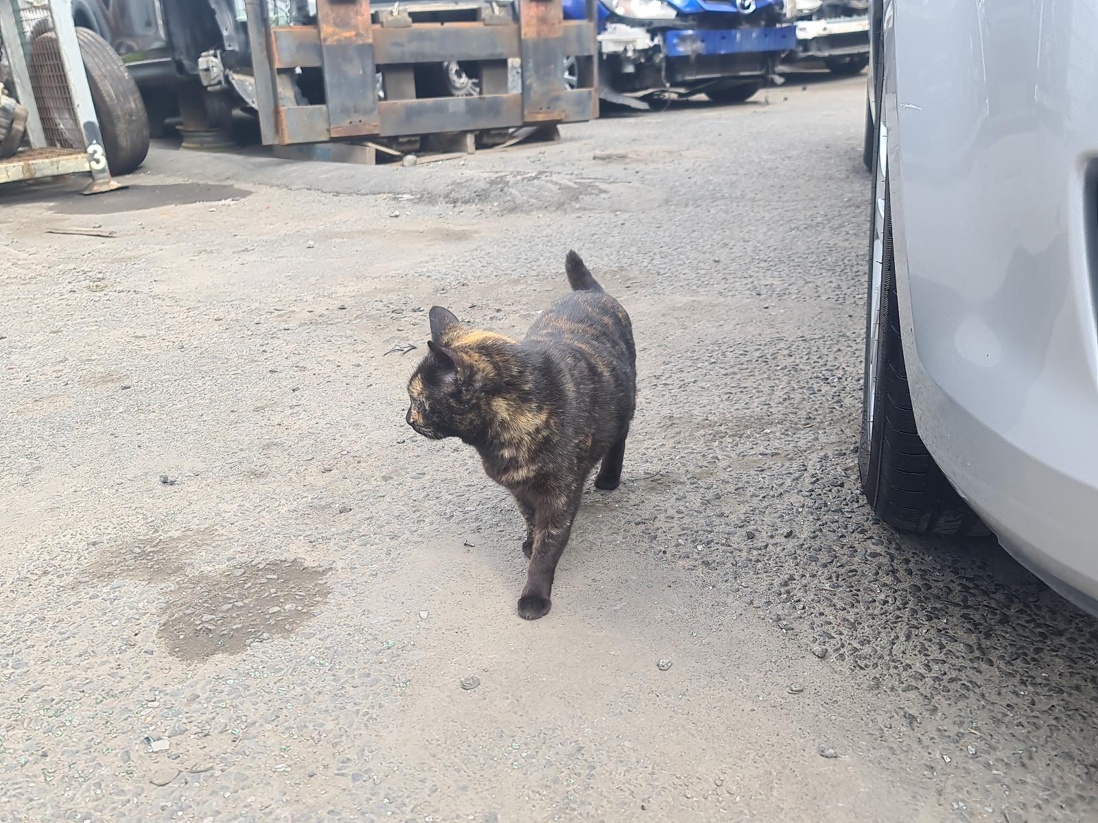 Mazda MPV - LY 2006-2016