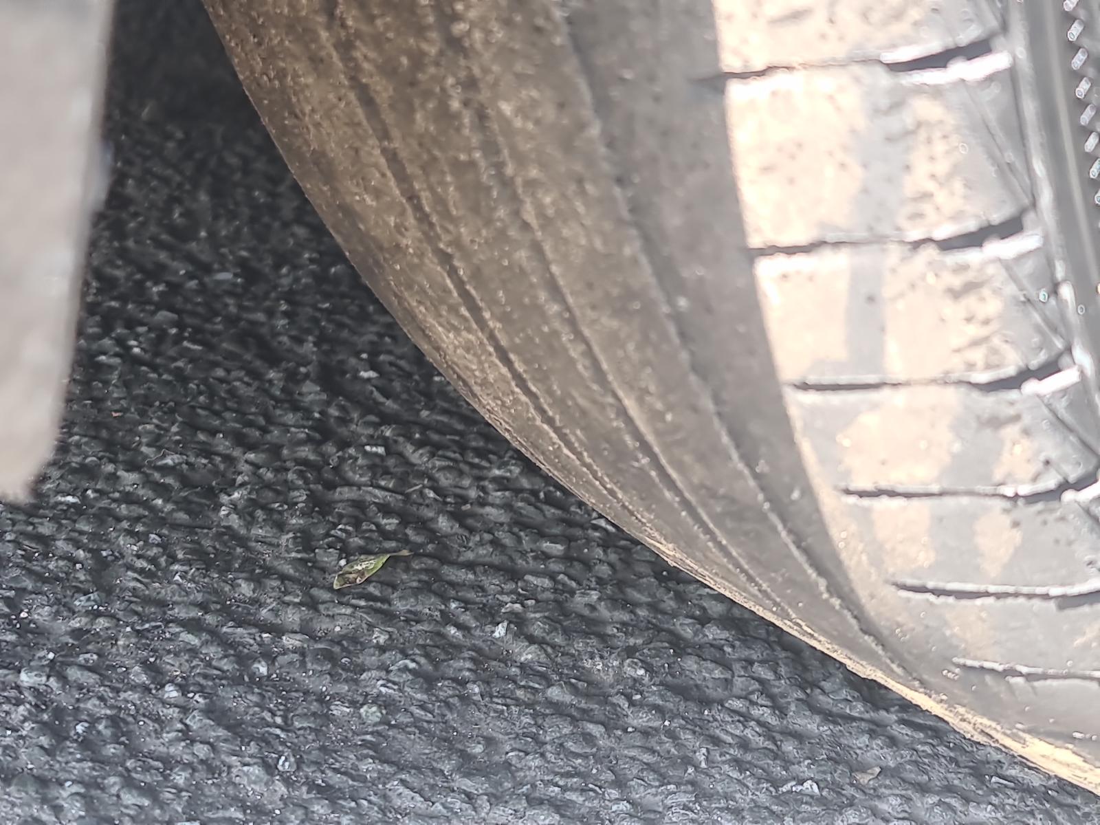 Mazda Atenza - GJ 2011-Present