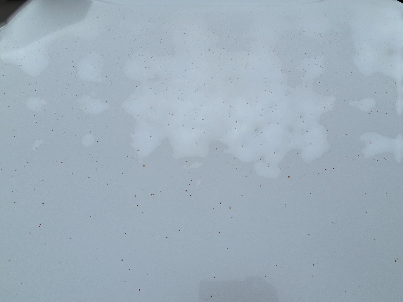 Bonnet