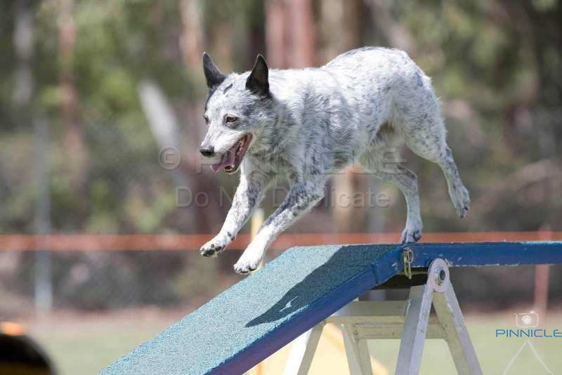 Newcastle Agility ANKC 11th March 2017 Dogs Agility Pinnicle