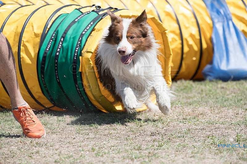 agility-fundraiser-3-march-2018-dogs-nsw-orchard-hills-dogs
