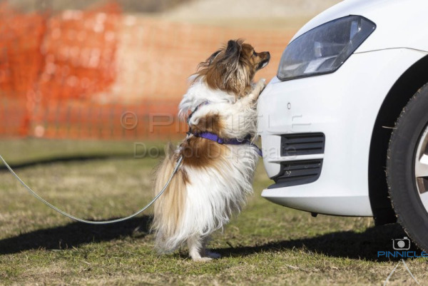Tuggeranong ACT - 21 Jun 2025 Advanced Exteriors & Vehicles