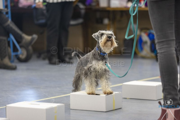 Dogs ACT - 22 June 2025 - Novice Containers