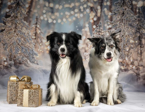 Christmas Photos 2025