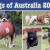 Dogs of Australia 2026 Calendar | front.png