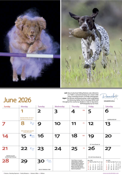 Dogs of Australia 2026 Calendar | june.png