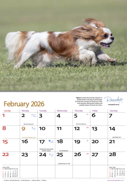 Dogs of Australia 2026 Calendar | feb.png