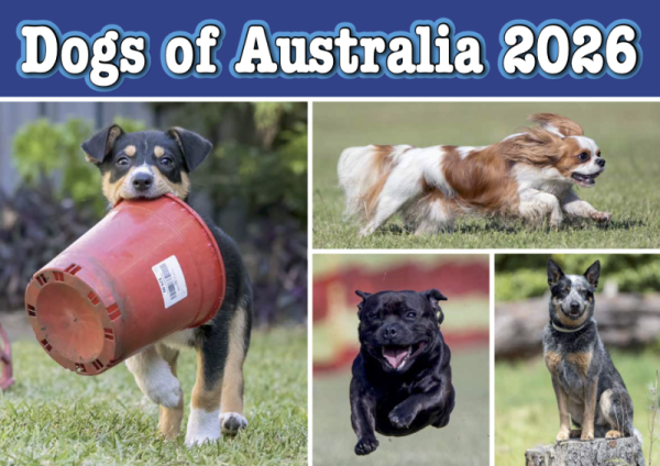 Dogs of Australia 2026 Calendar | front.png