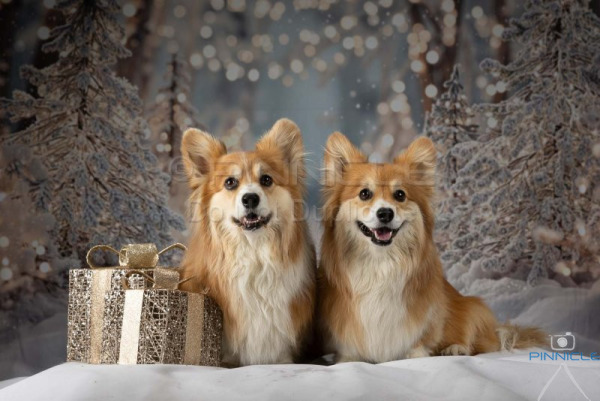 Becc - Lizzie & Zara - 30 Nov 2025 Christmas Photos