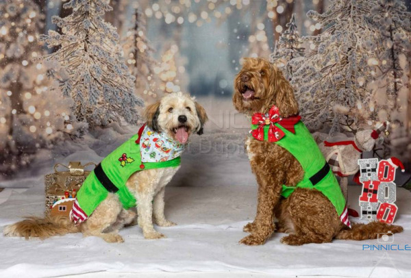 All Round Good Hounds ACT - Christmas Photos - 7 Dec 2025