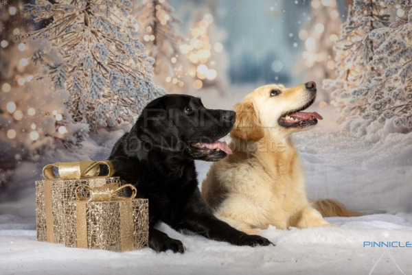 Rachael Eyles - 13 December 2025