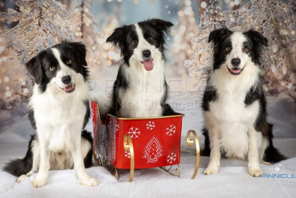 Julianne Smith - 14 December 2025