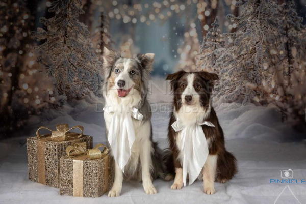 Melanie Brodie - 28 December 2025