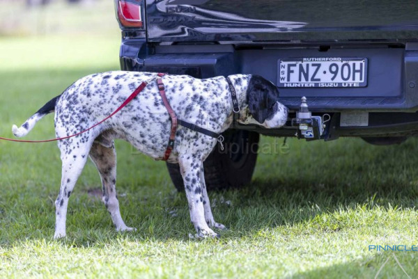Dogs NSW Ground Committee - 24 Jan 2026 - Ex V
