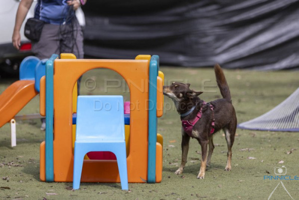 NSDTC - Ultimate - 11 October 2024