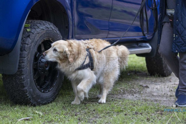 NSDTC - NV, EI - 13 October 2024 - St Ives NSW