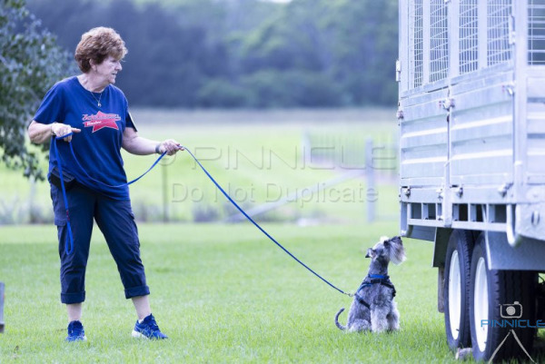 Scentwork Working Party NSW - 7 March 2026 - excellent vehicles