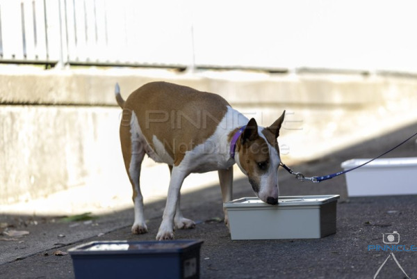 Inner Sydney - 29 March 2026 - NC, NV, MI