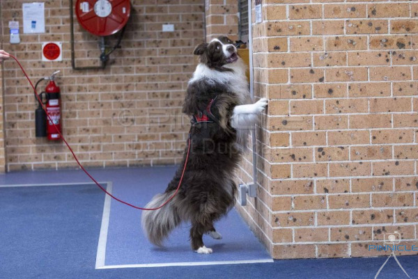 Dobermann Club - 8 Aug 2025 - Masters Interior