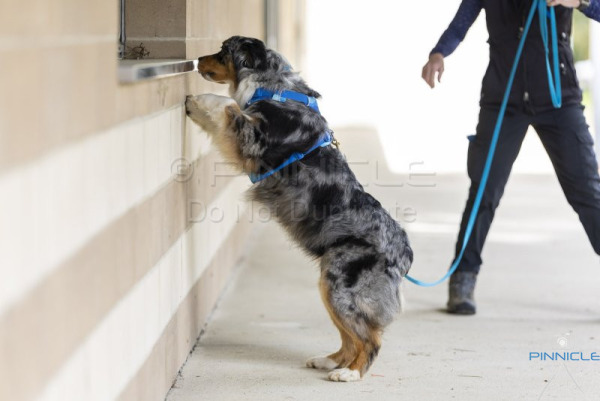 19 October 2024 - Gundaroo ACT - Masters Exteriors