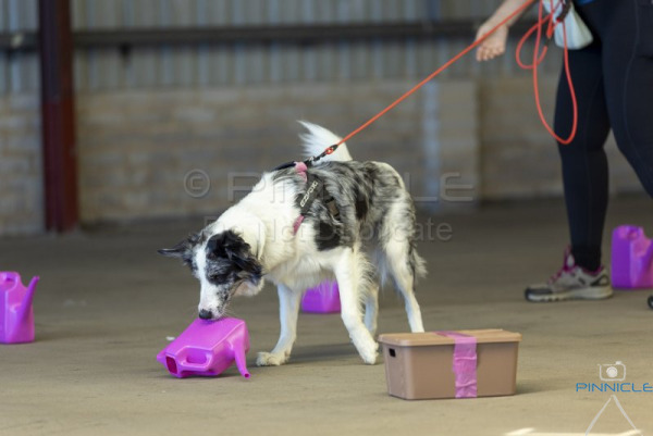 All Stars - 11 April 2026 - Masters Vehicles & Containers