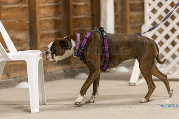 Western District Boxer Club of NSW - 24 April 2026 - Novice Interiors & Vehicles
