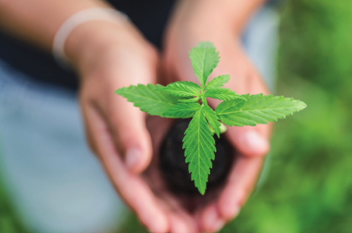 Cannabis Doctors Australia is growing fast