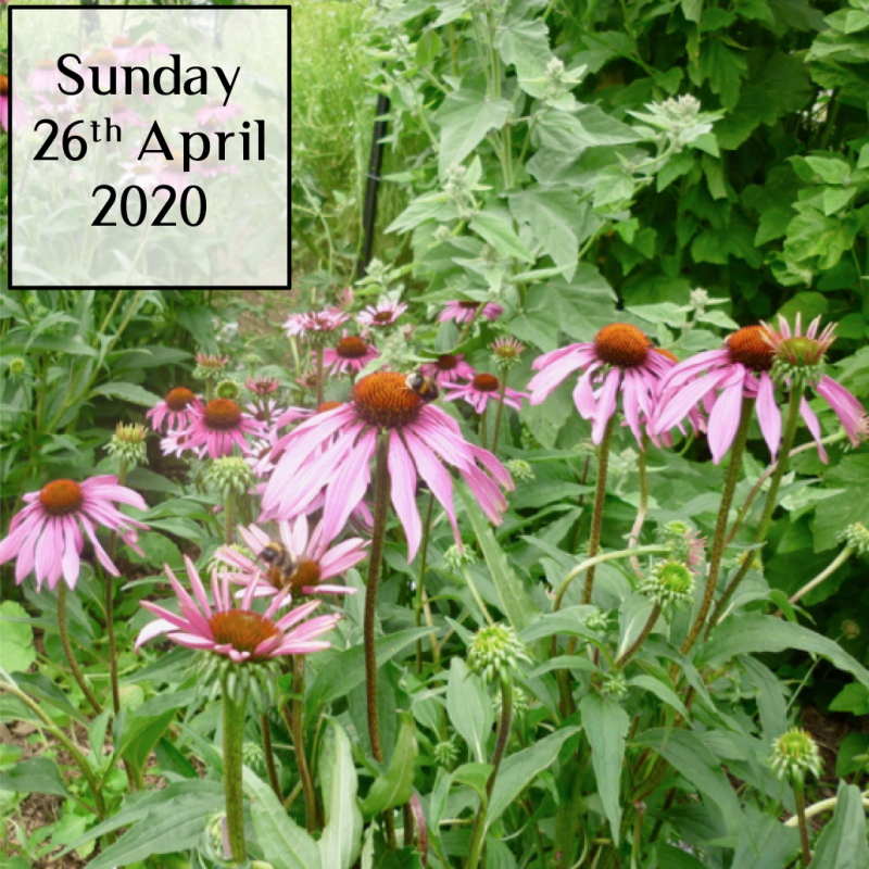 Koru Kai Herb Farm Medicinal Herbs For Winter Wellbeing Workshop