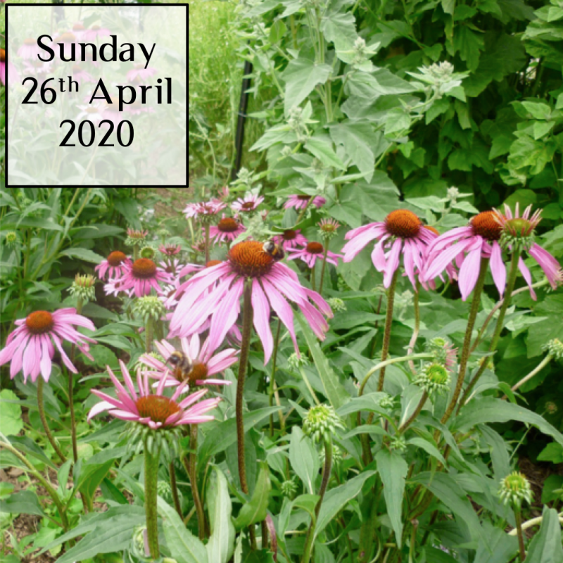 KoruKai Herb Farm Medicinal Herbs For Winter Wellbeing Workshop