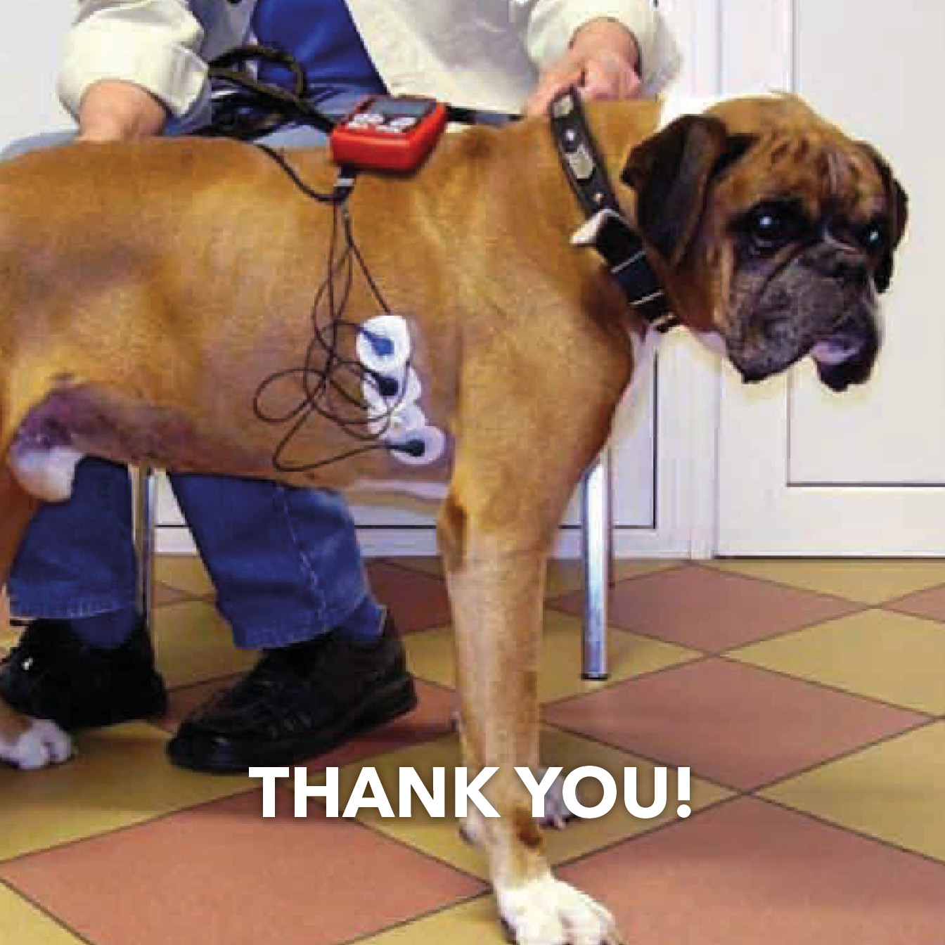 Boxers and Bullies Holter Monitor PledgeMe