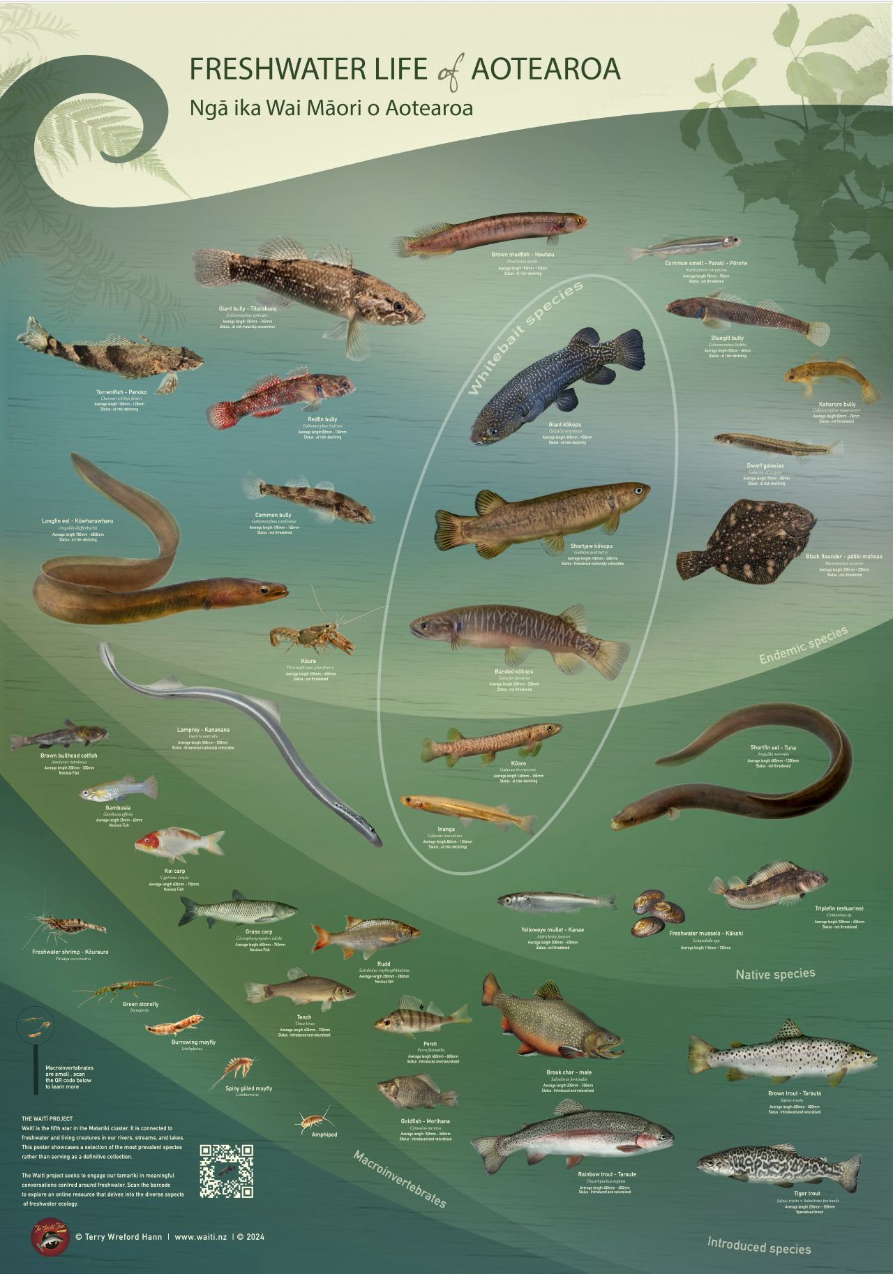 The Waitī project - Freshwater Life Poster for Schools | PledgeMe