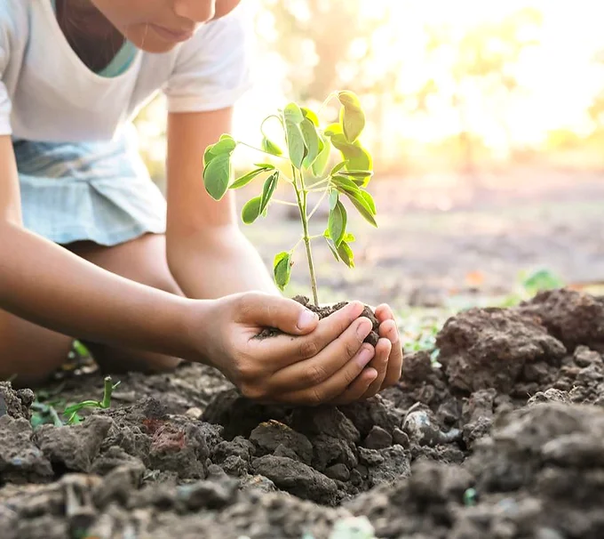 Grow a ‘Tiny Forest’ with a Wetland on a Marae and Show Others How ...