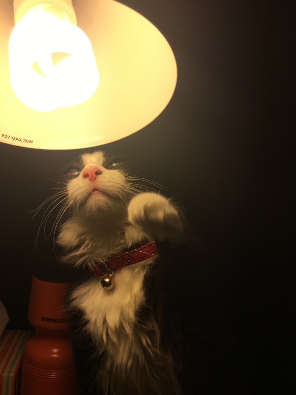 Neko Ngeru Cat Adoption Cafe Wellington PledgeMe