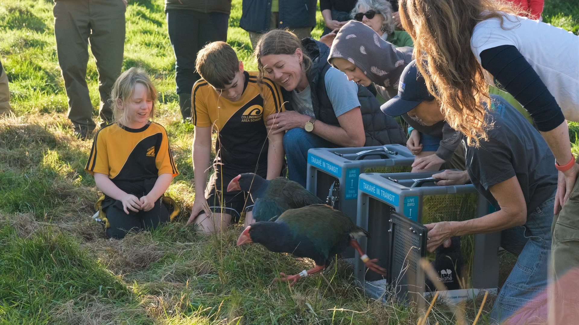 Help Us Finish the Fence - Protect Farewell Spit's Wildlife | PledgeMe