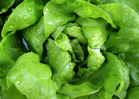 How salad vegetable surfaces harbour pathogens — and it's not how you expect Salad 771056 1920
