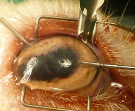 Invisible film and damage response: eye-opening research into the cornea Cornea implanted film