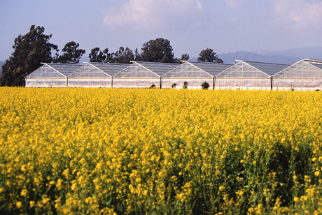 Solar glass for self-sustaining greenhouses 19016