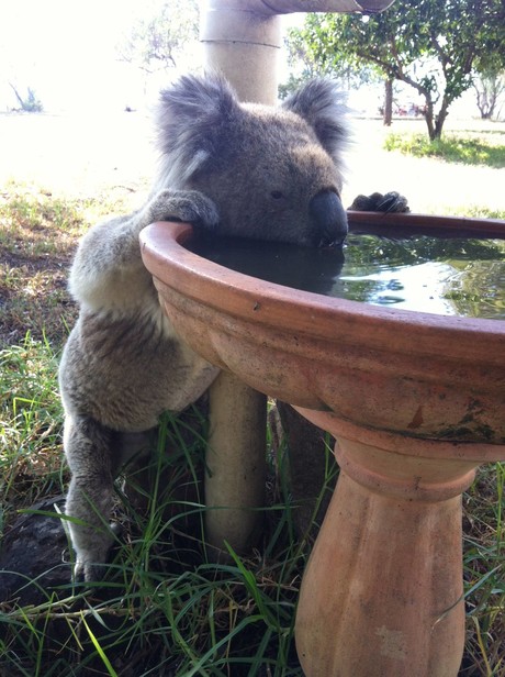 Driven to drink: how climate change is changing koala behaviour Koala drinking from bird bath